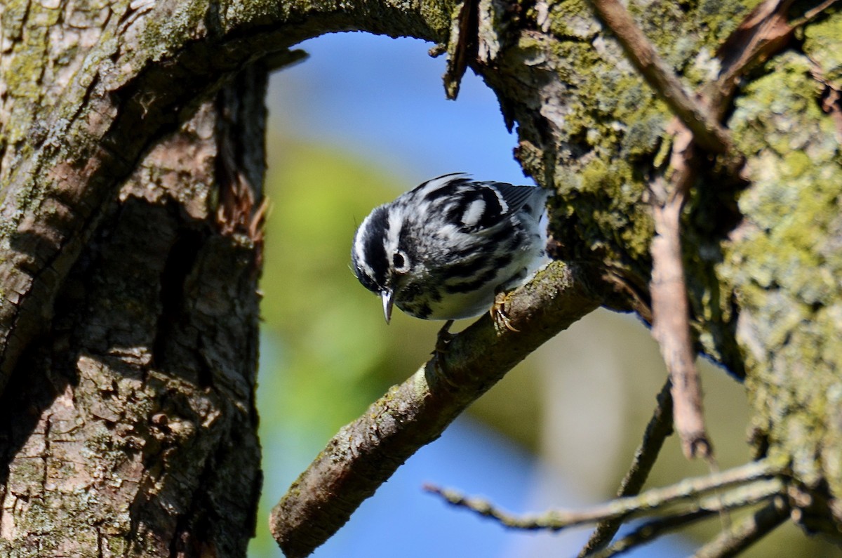 Black-and-white Warbler - ML618677568