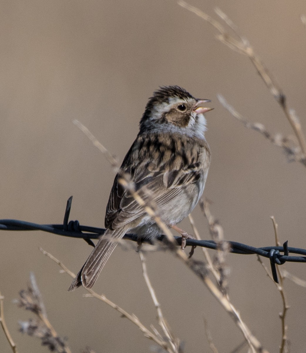 Clay-colored Sparrow - ML618677650