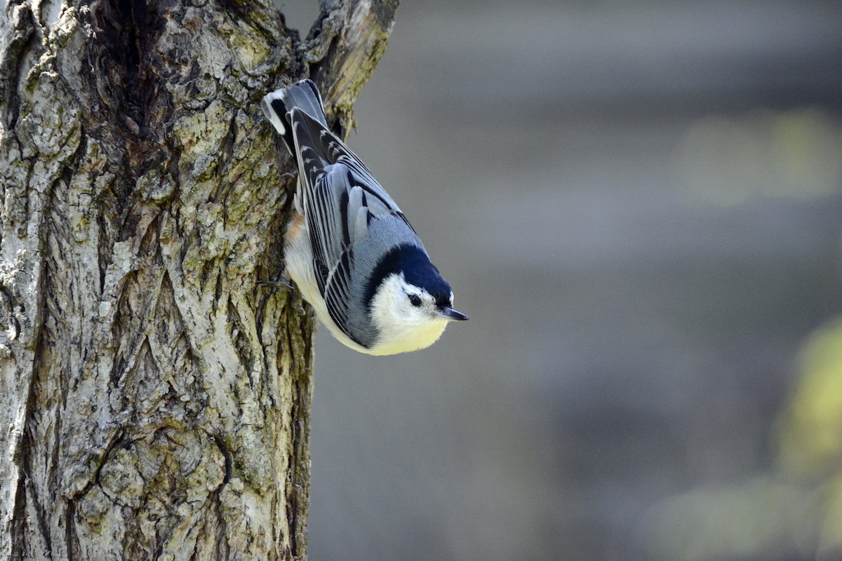 White-breasted Nuthatch - ML618677653