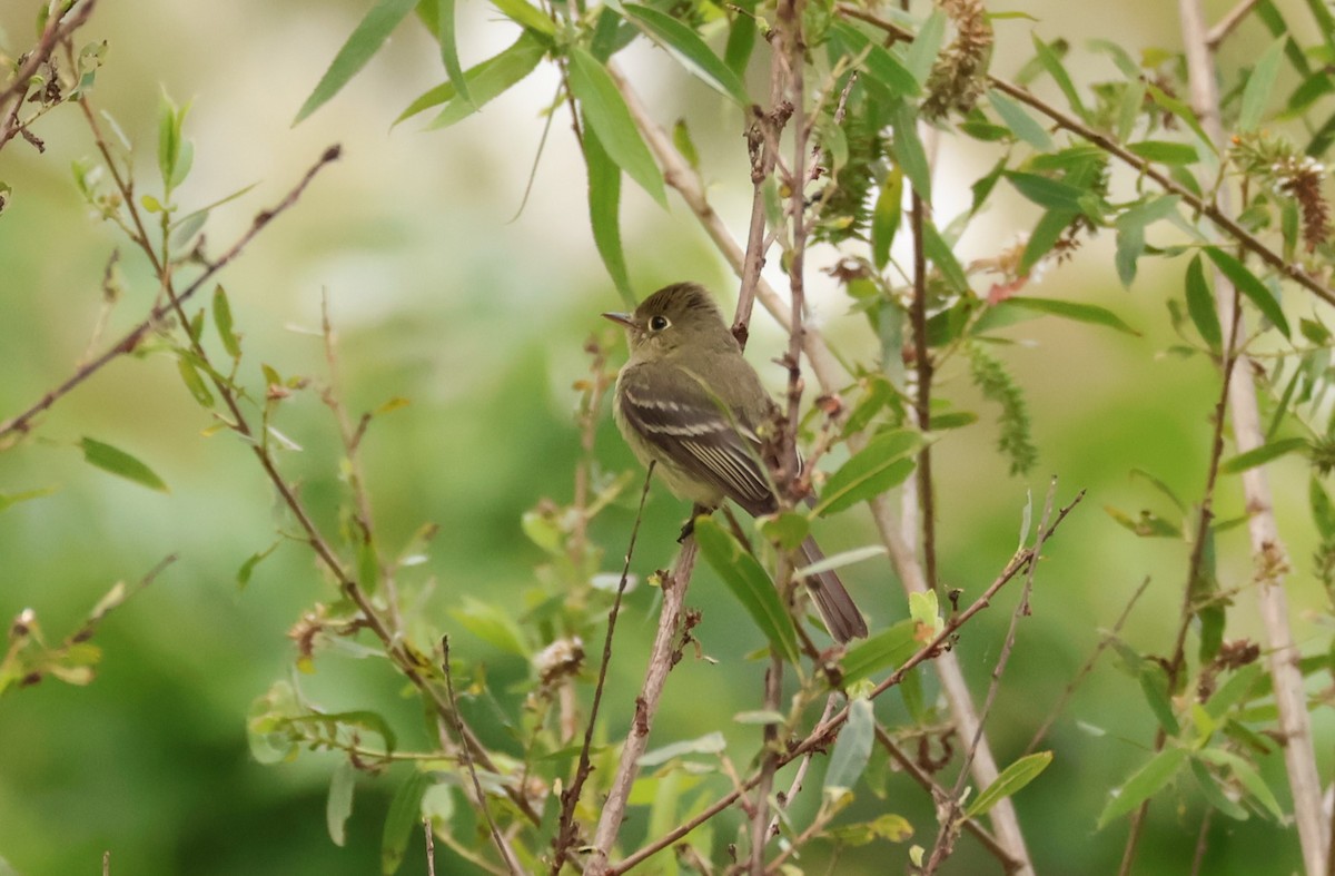 Western Flycatcher (Pacific-slope) - Millie and Peter Thomas