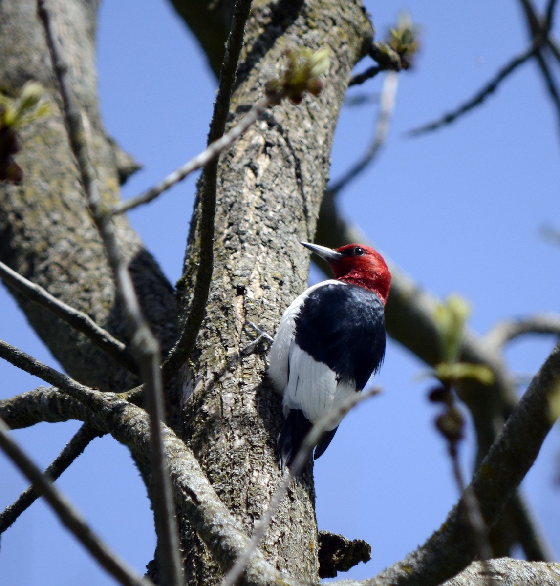 Red-headed Woodpecker - ML618677663