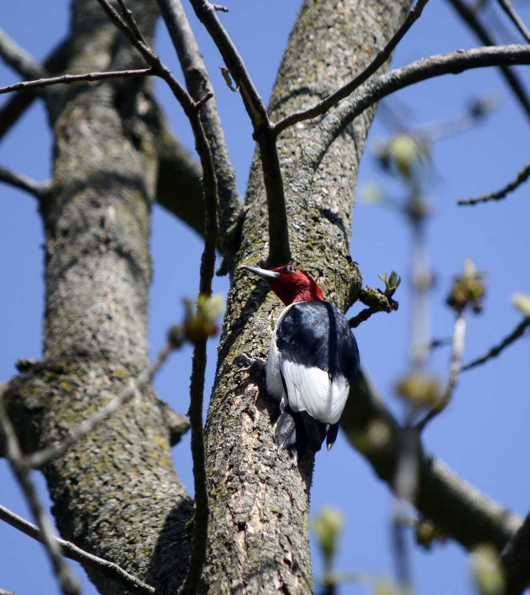 Red-headed Woodpecker - ML618677664