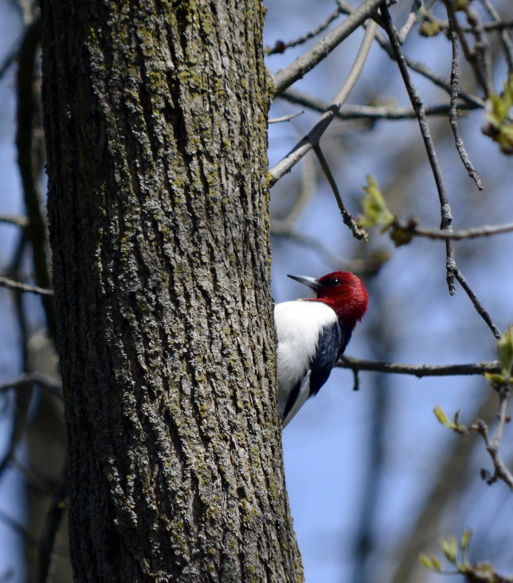 Red-headed Woodpecker - ML618677667