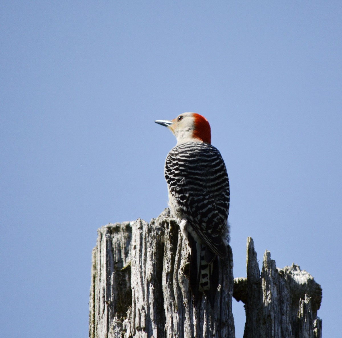 Red-bellied Woodpecker - ML618677670