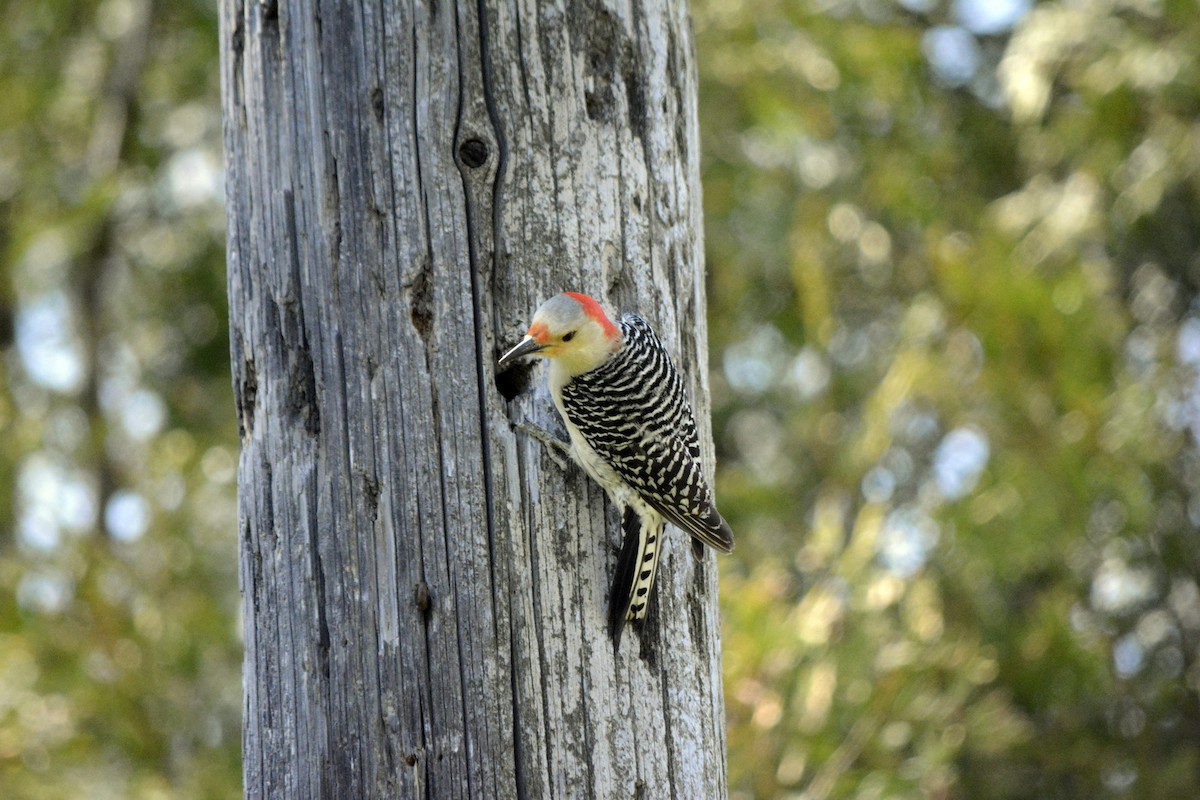 Red-bellied Woodpecker - ML618677672