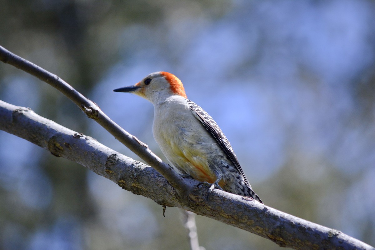Red-bellied Woodpecker - ML618677674