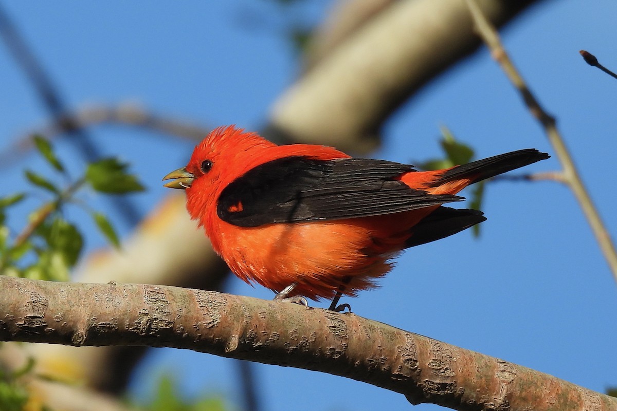 Scarlet Tanager - ML618677675