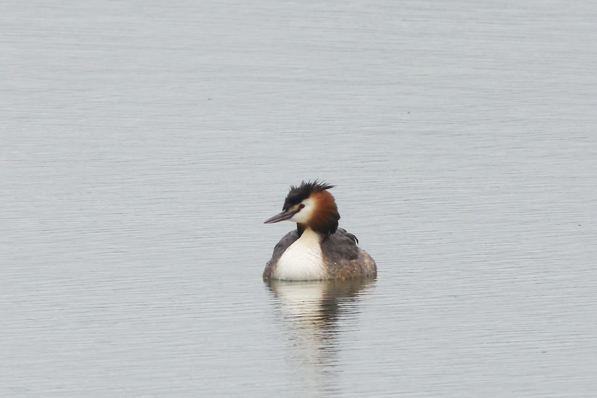 Great Crested Grebe - ML618677704