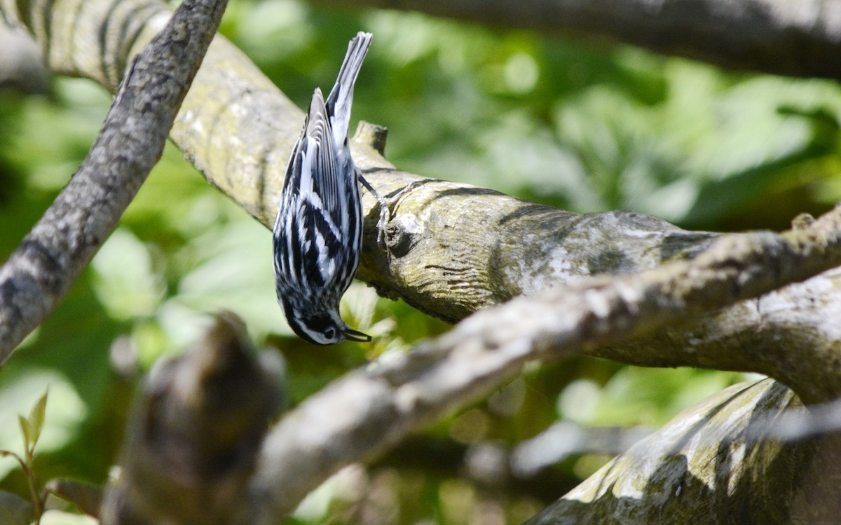 Black-and-white Warbler - ML618677754