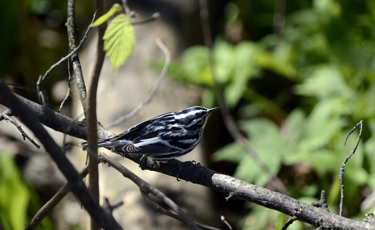 Black-and-white Warbler - ML618677755