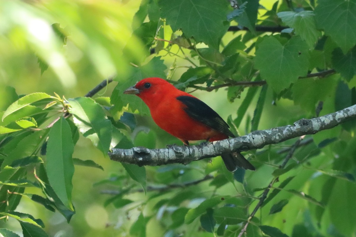 Scarlet Tanager - ML618677756