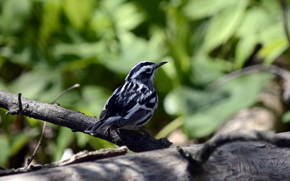 Black-and-white Warbler - ML618677757