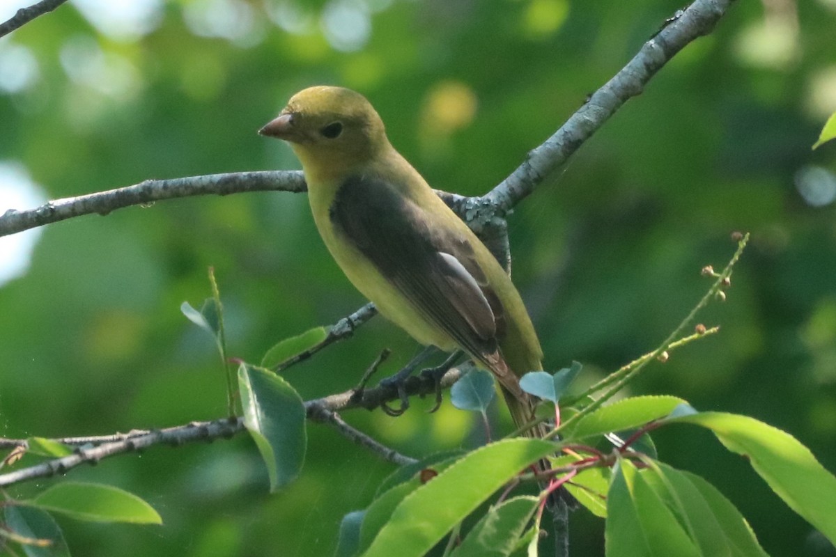 Scarlet Tanager - ML618677766