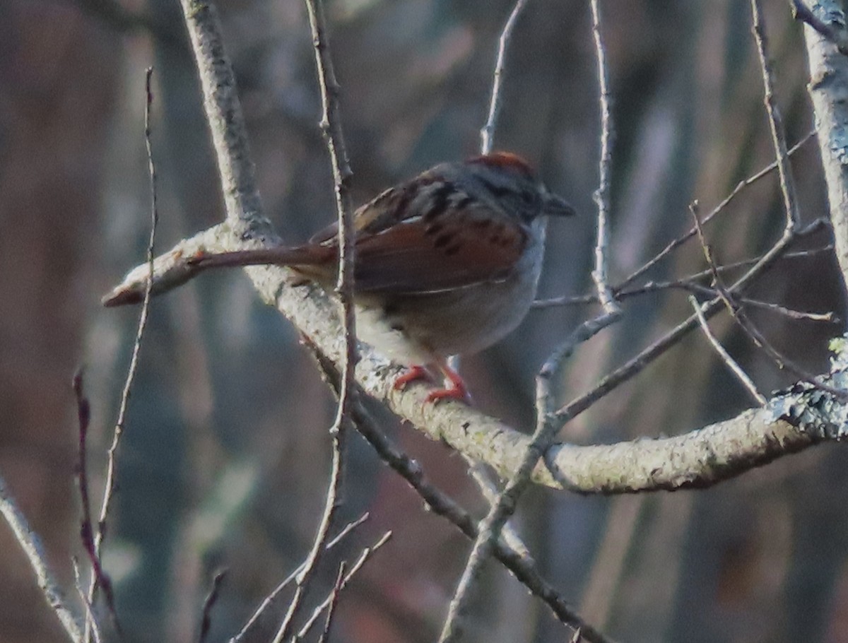 Swamp Sparrow - ML618677788