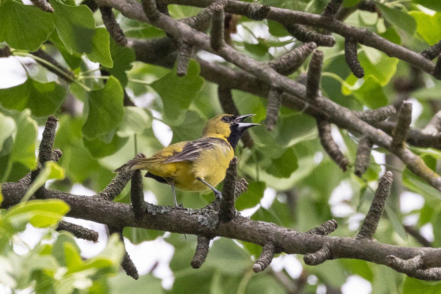 Orchard Oriole - ML618677794