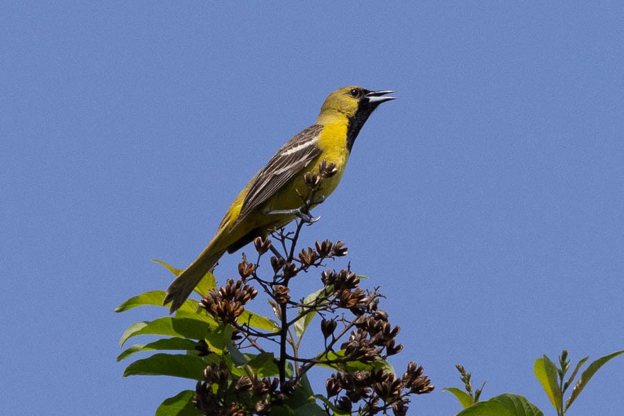 Orchard Oriole - ML618677800