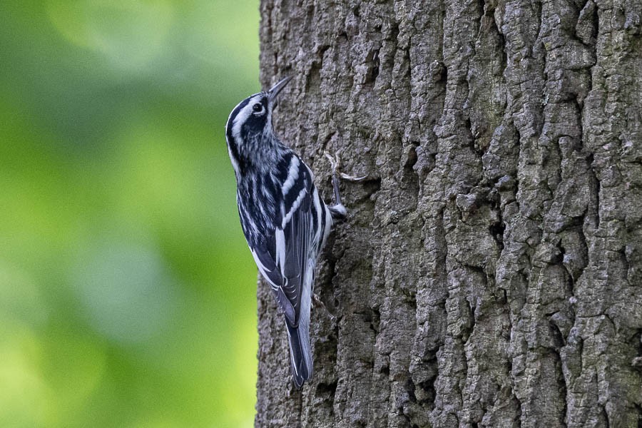 Black-and-white Warbler - ML618677836