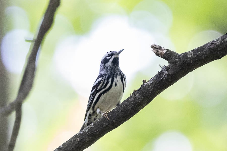 Black-and-white Warbler - ML618677837