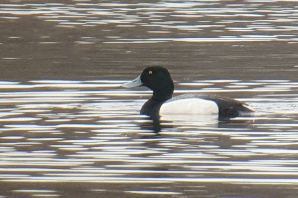 Greater Scaup - ML618677864
