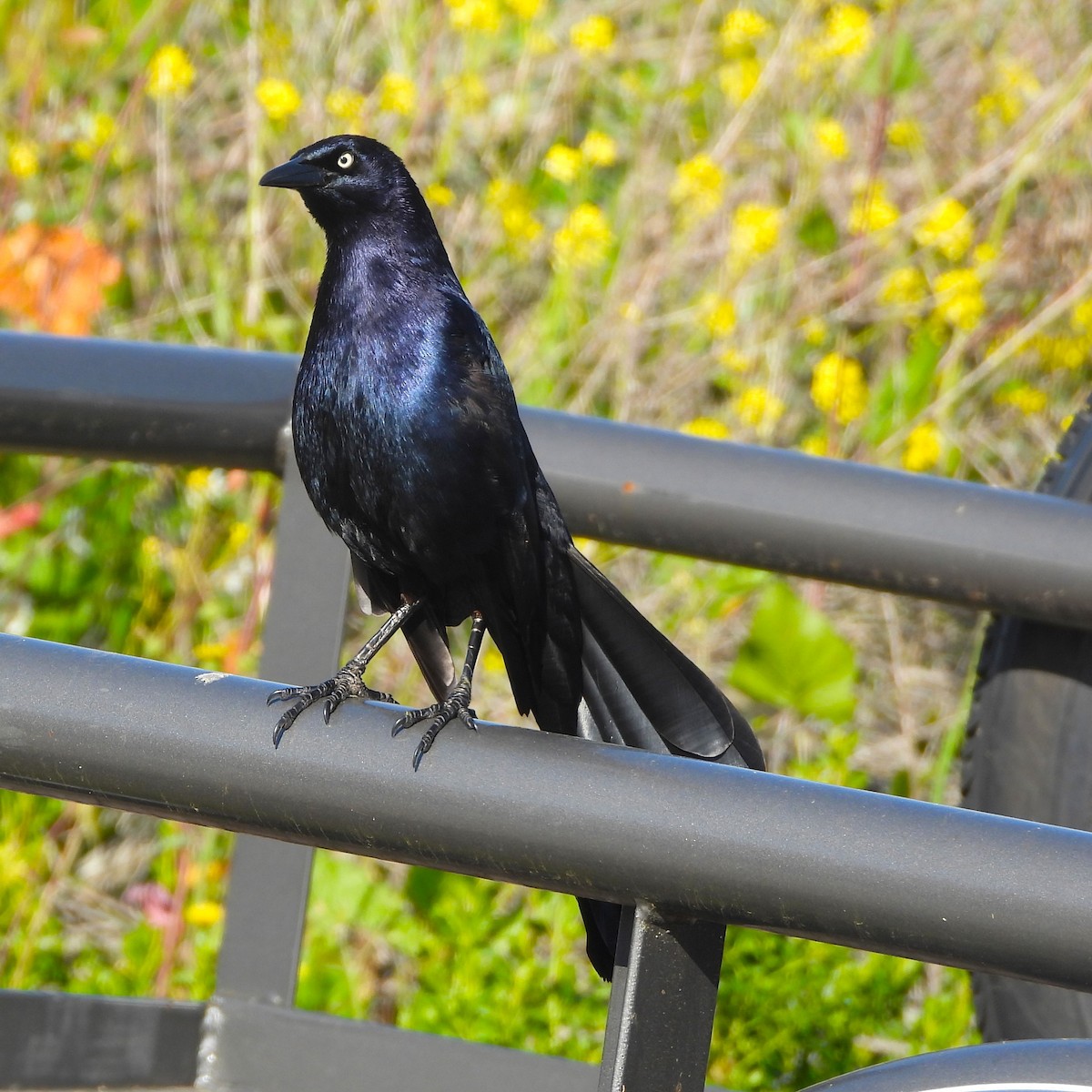Great-tailed Grackle - ML618677893