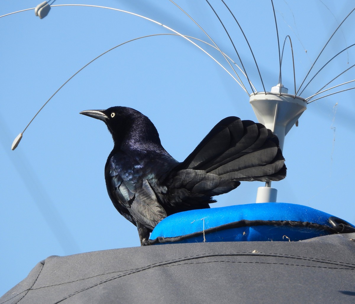 Great-tailed Grackle - ML618677895