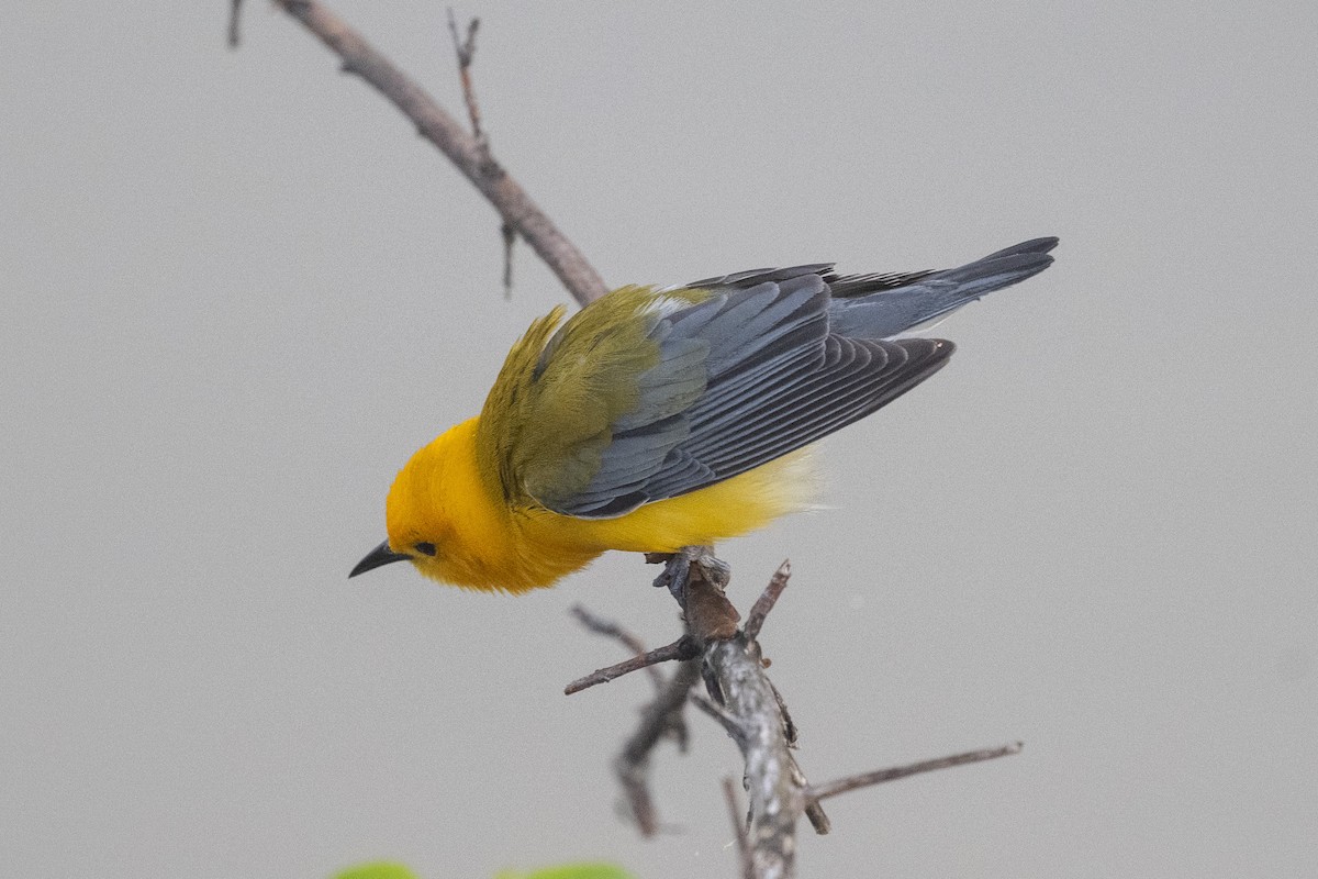 Prothonotary Warbler - ML618677914