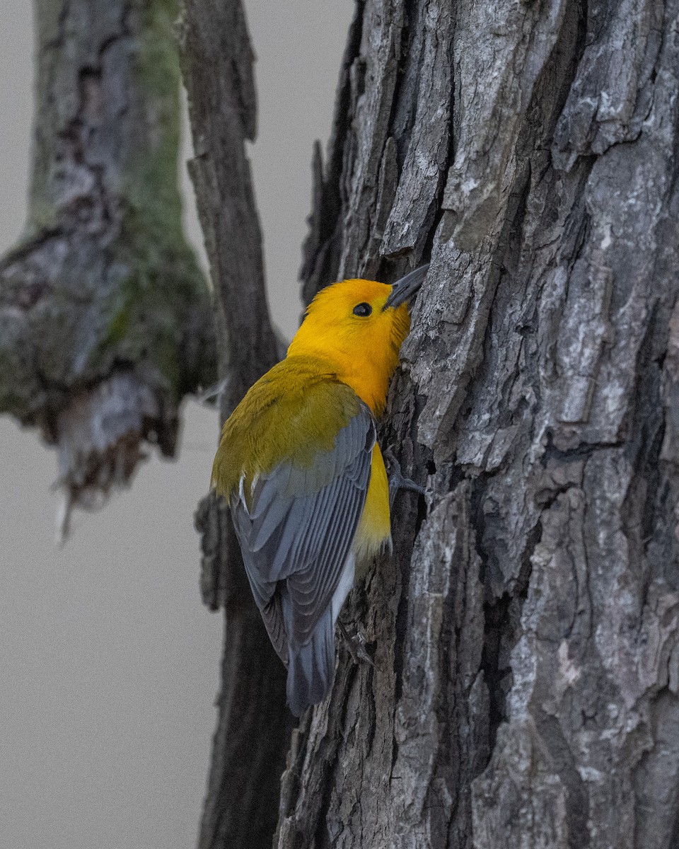Prothonotary Warbler - ML618677915
