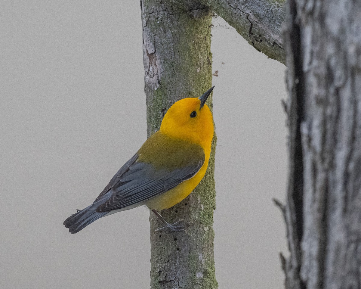 Prothonotary Warbler - ML618677916