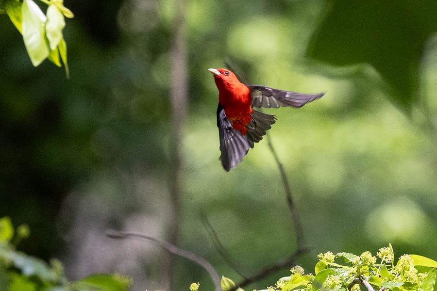 Scarlet Tanager - ML618677962