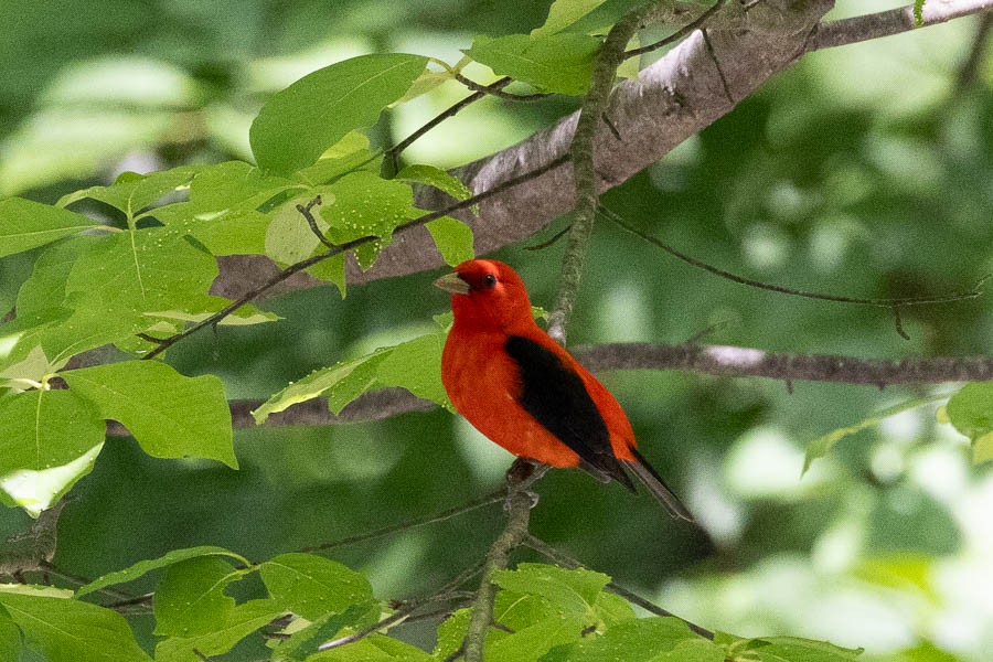 Scarlet Tanager - ML618677964