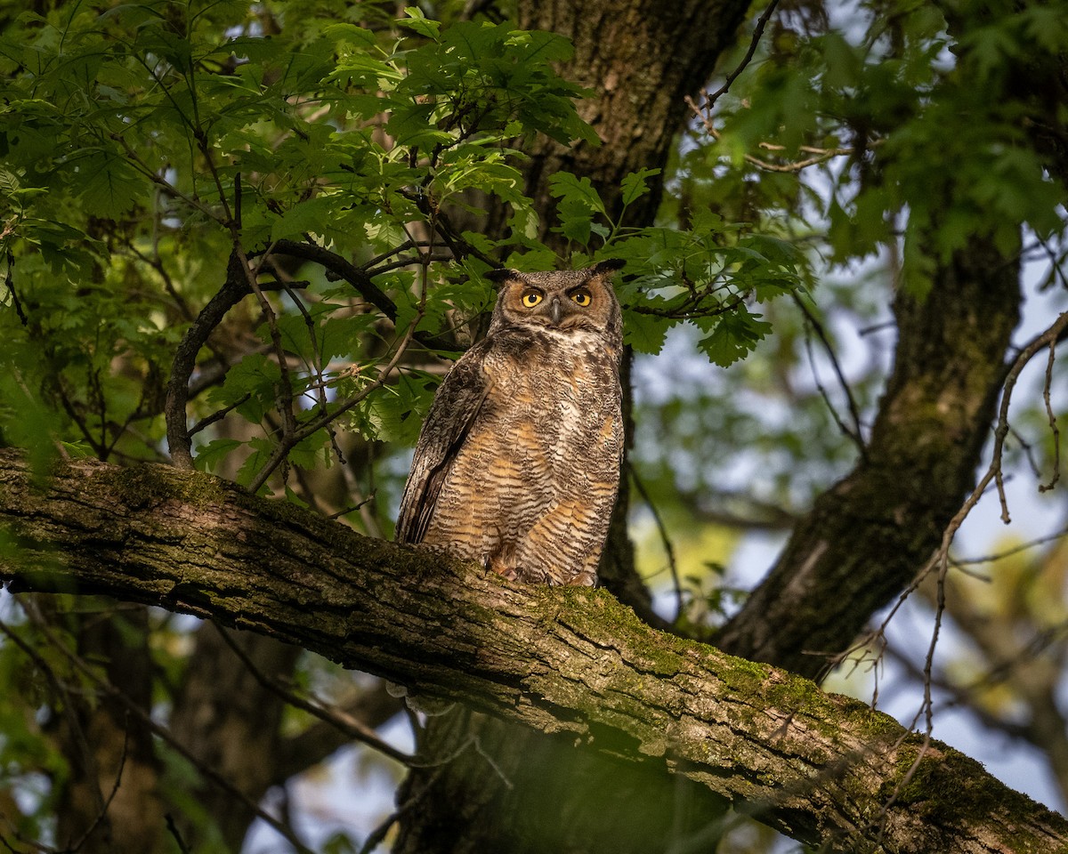 Great Horned Owl - ML618677965