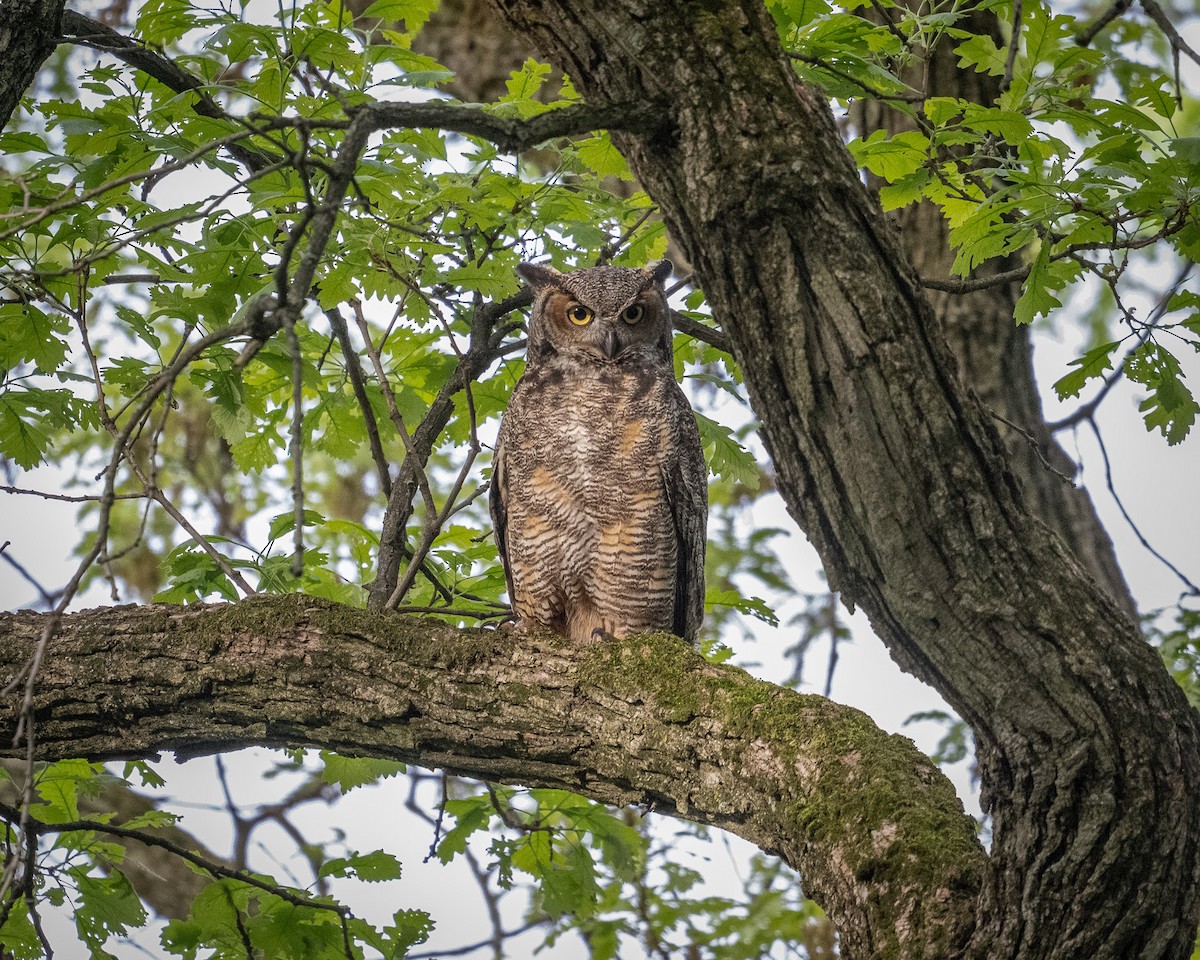 Great Horned Owl - ML618677966