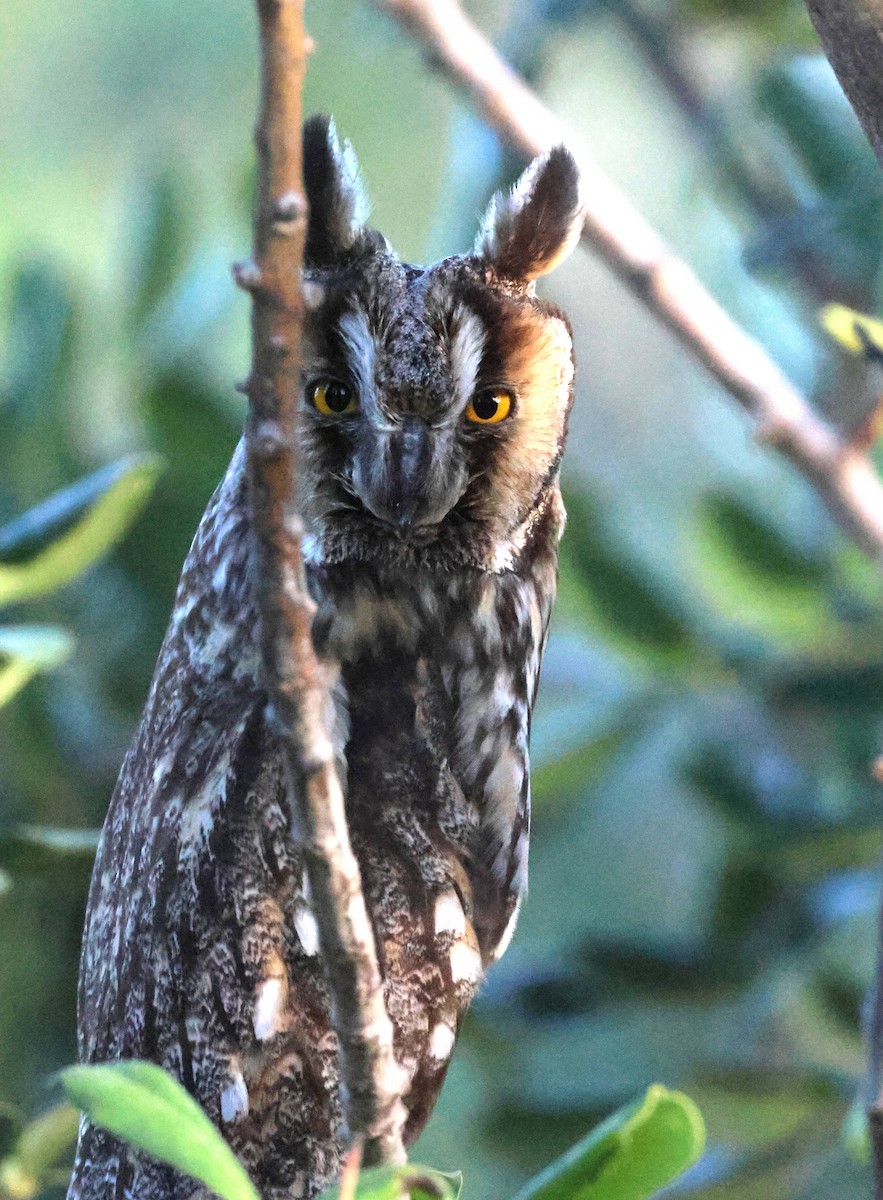 Long-eared Owl - ML618677976