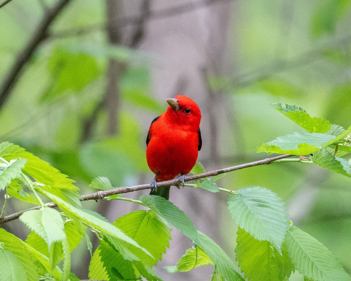 Scarlet Tanager - ML618677996