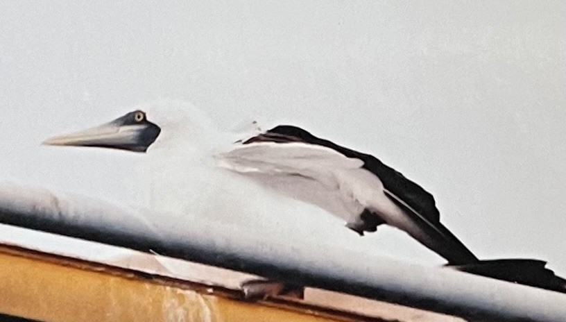 Masked Booby - ML618678014