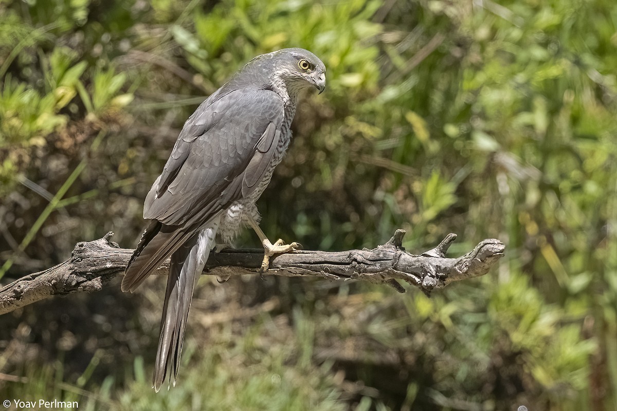 Eurasian Sparrowhawk - Yoav Perlman