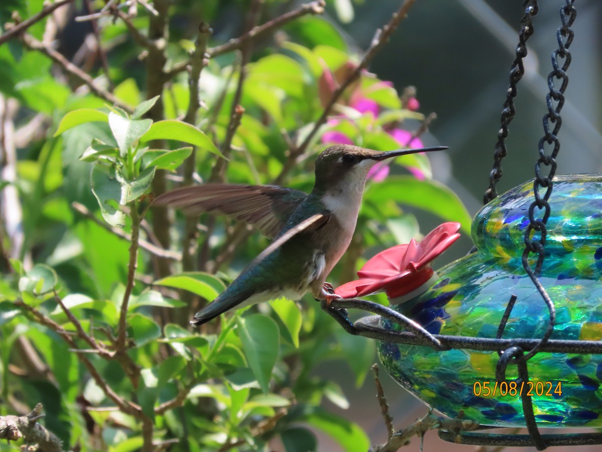 Ruby-throated Hummingbird - ML618678170