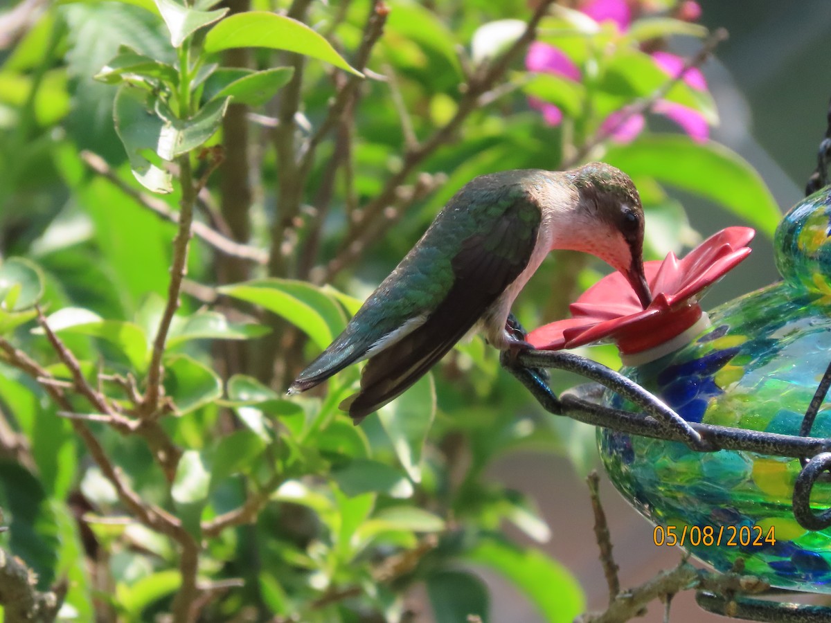 Ruby-throated Hummingbird - ML618678172
