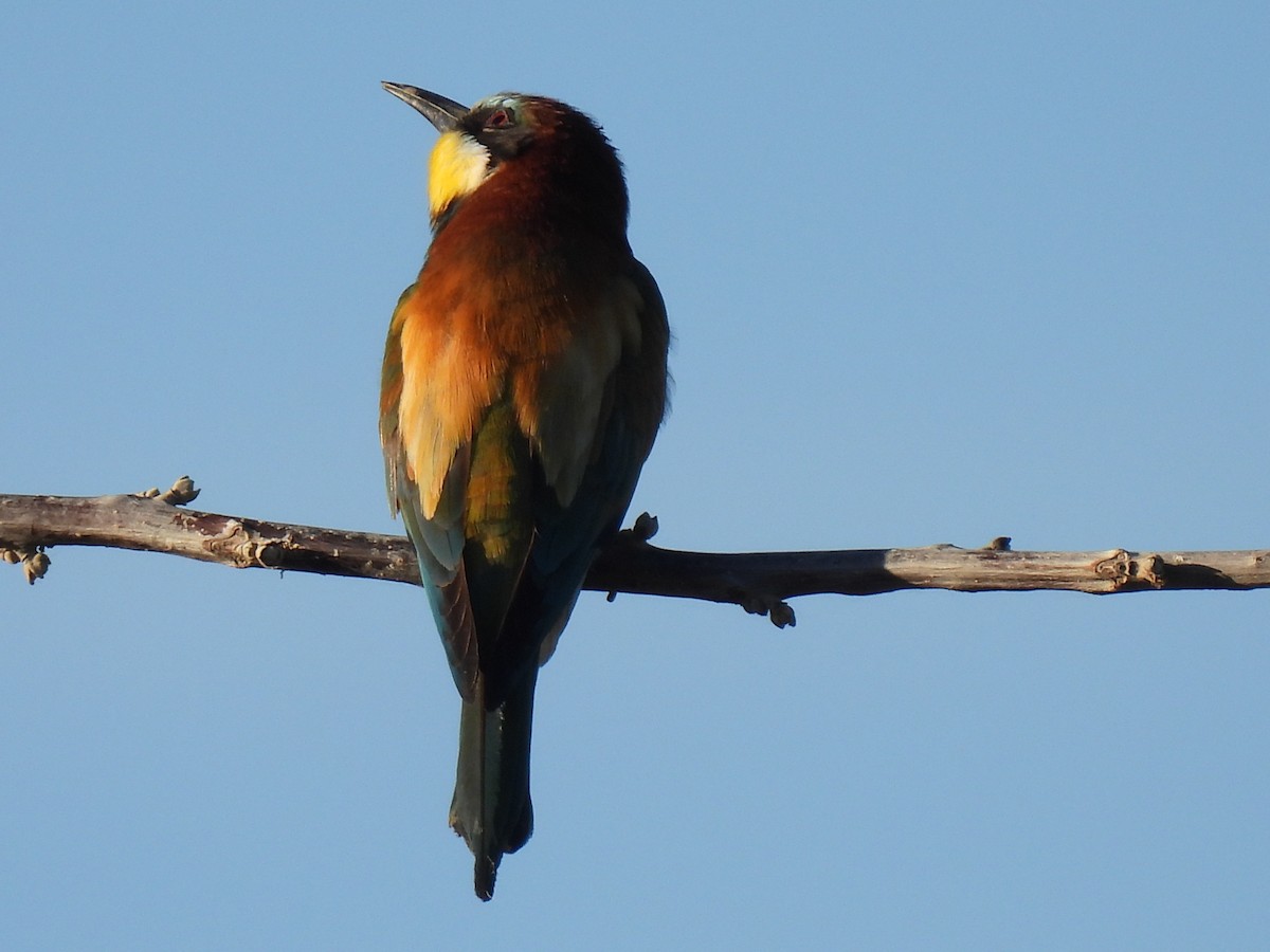 European Bee-eater - ML618678229