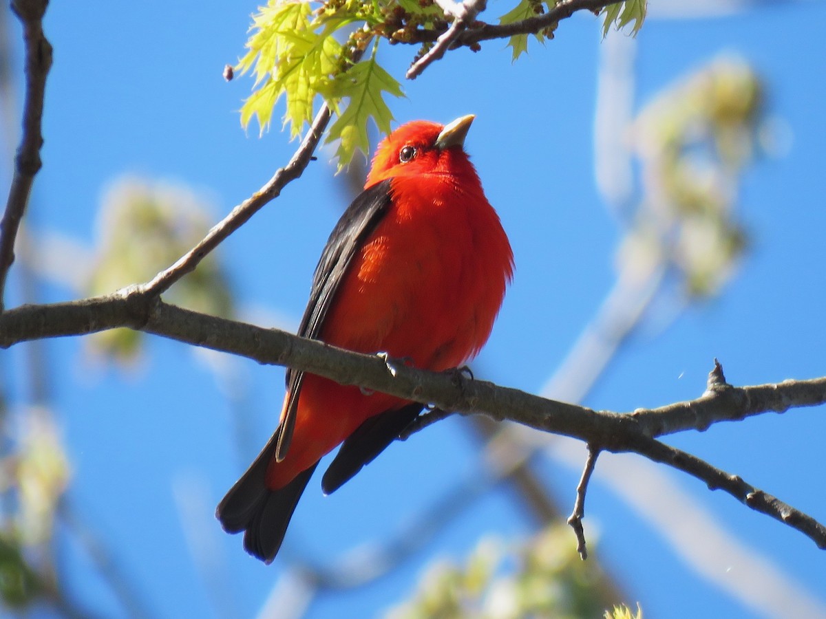 Scarlet Tanager - ML618678231