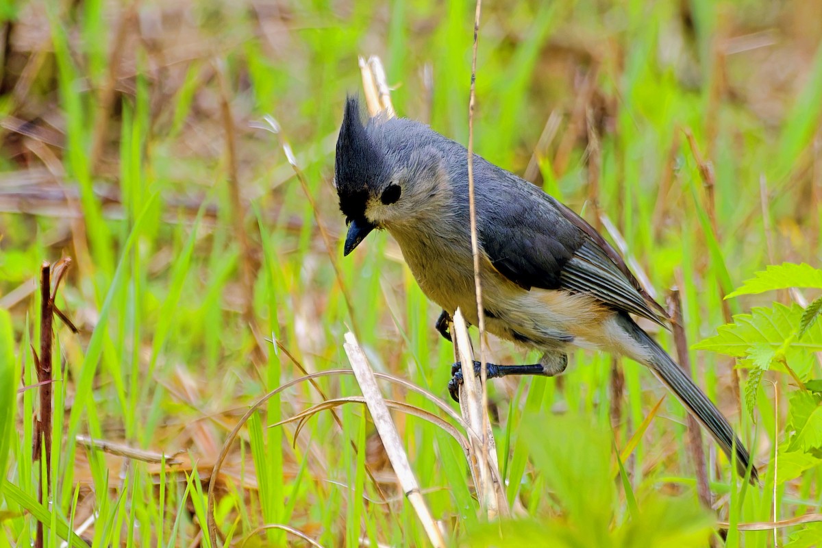 Tufted Titmouse - Stephen Cook
