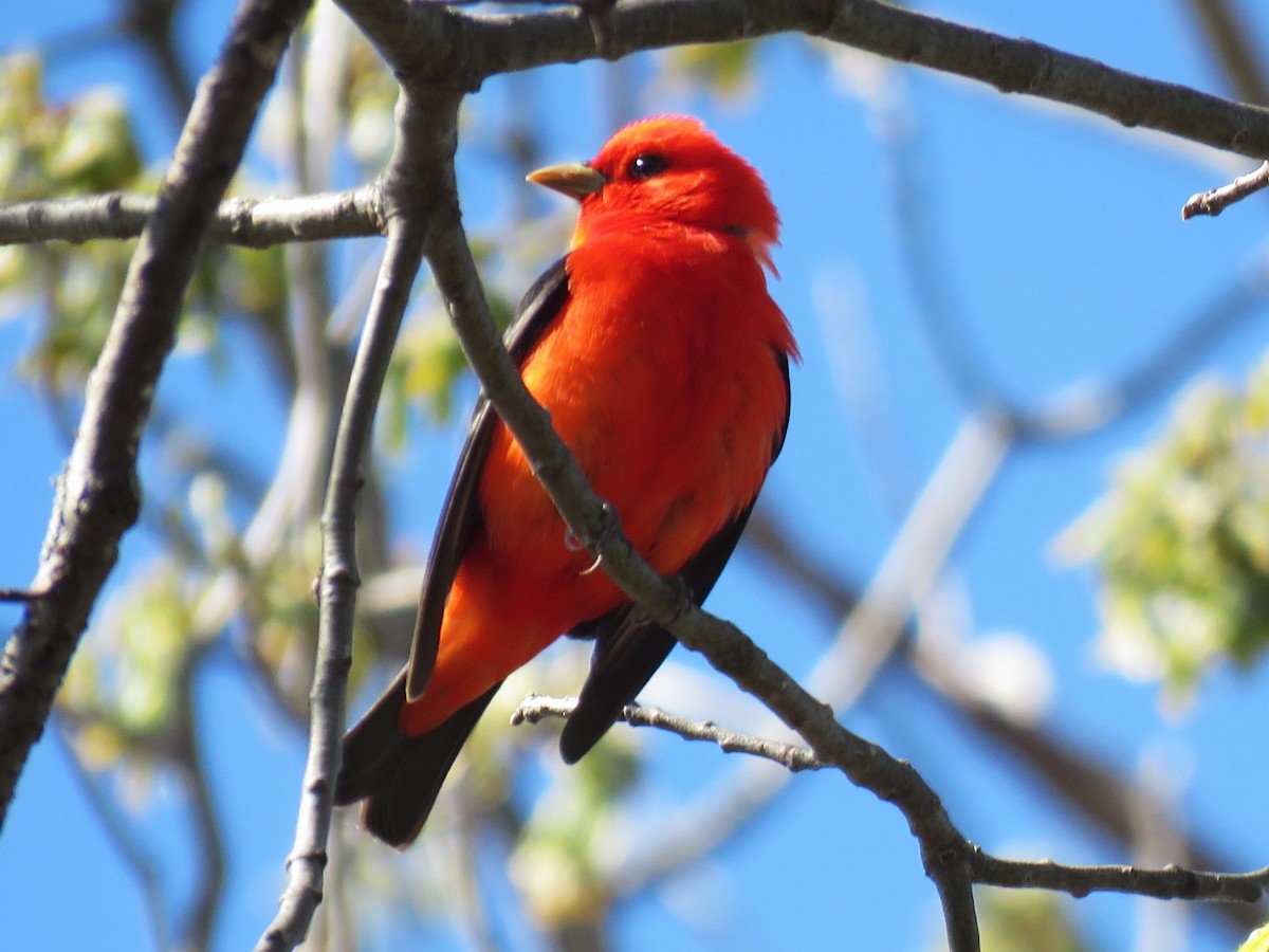 Scarlet Tanager - ML618678270