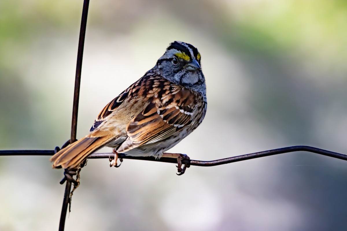 White-throated Sparrow - ML618678280