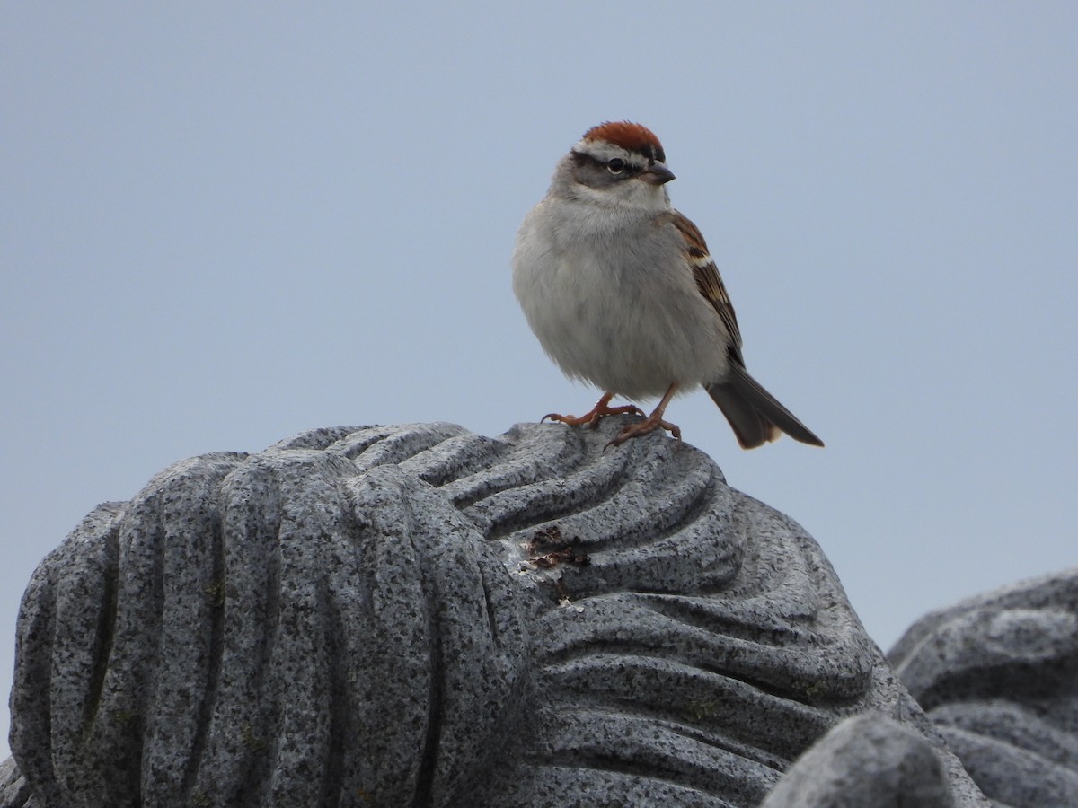 Chipping Sparrow - ML618678289
