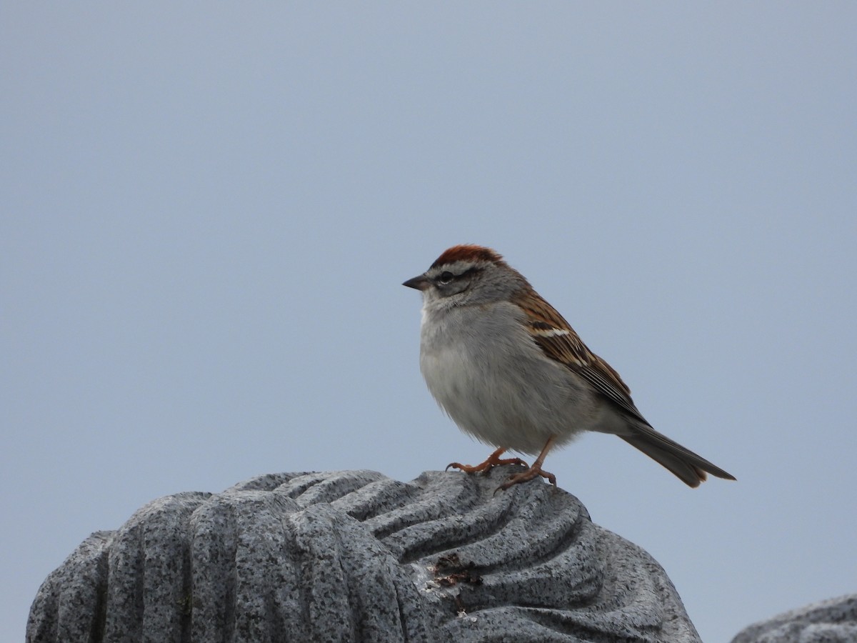 Chipping Sparrow - ML618678290