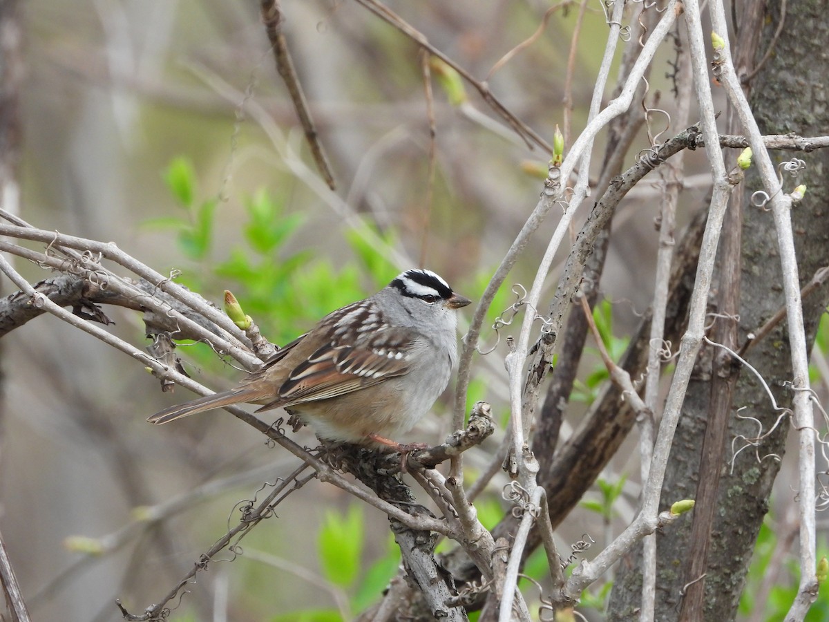 White-crowned Sparrow - ML618678296