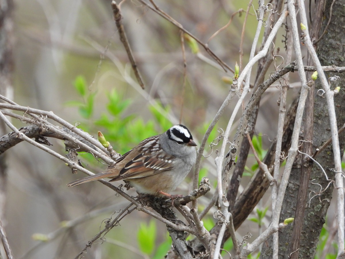 White-crowned Sparrow - ML618678297