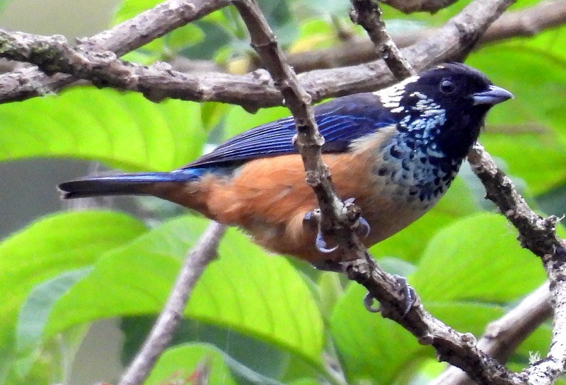 Spangle-cheeked Tanager - Bill Fox