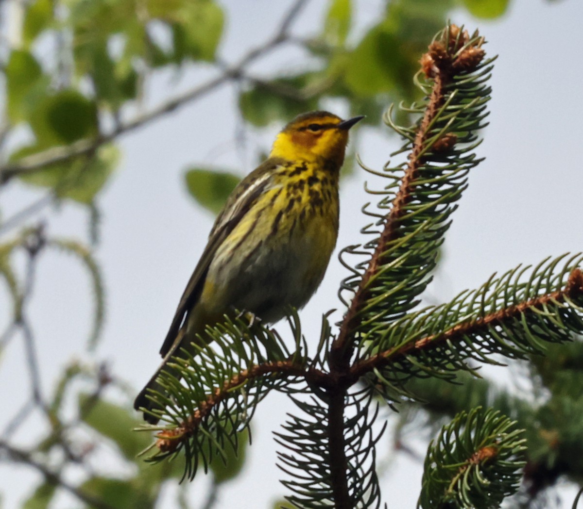 Cape May Warbler - ML618678319