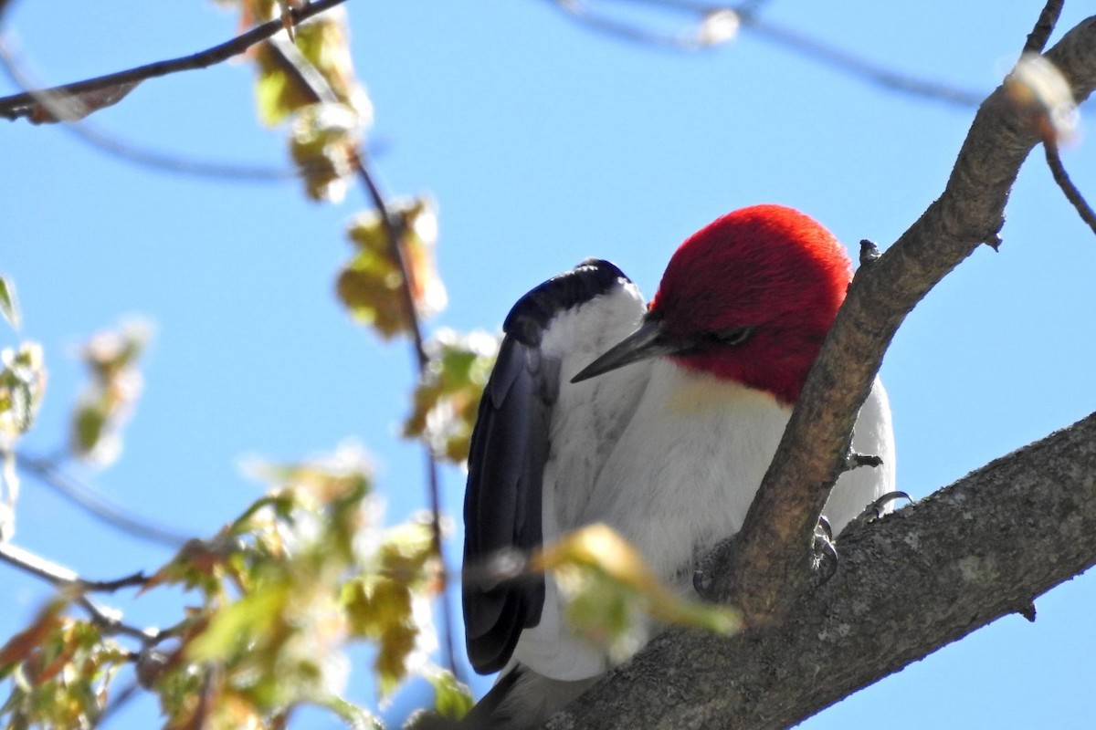 Red-headed Woodpecker - ML618678358